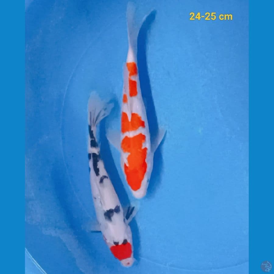 mixs koi 24-25 cm