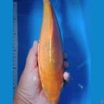 spesial caramel 30 cm