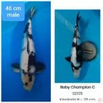 SPESIAL ~ SHIRO GINRIN SQ 46 cm male 