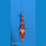 KOHAKU 30 CM
