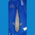 soragoi ginrin 38cm MALE