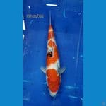showa 39cm FEMALE