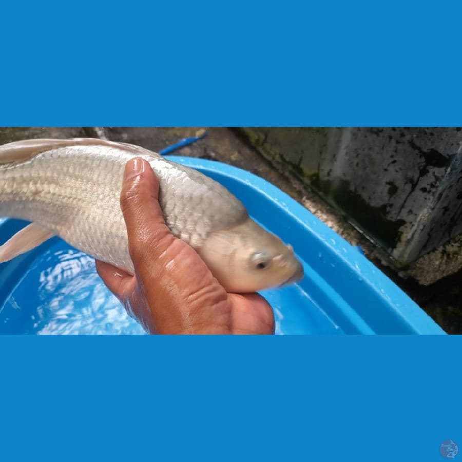 kumpay soragoi punuk unta 32 cm