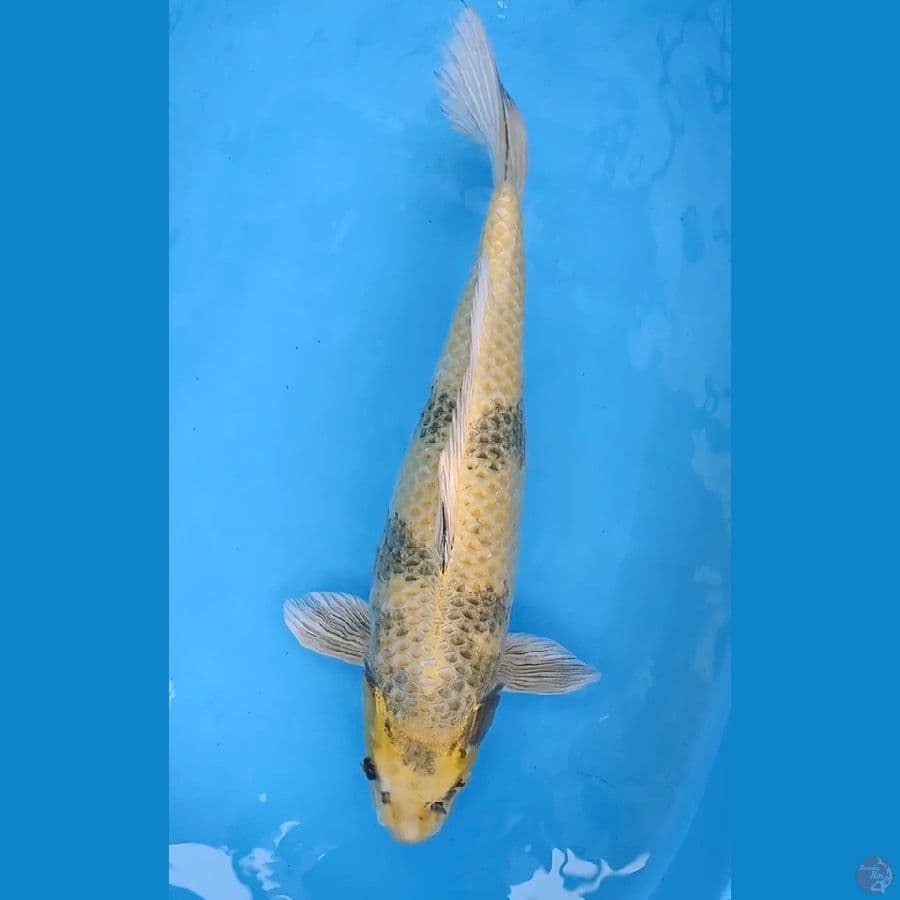 kin ki utsuri 55cm