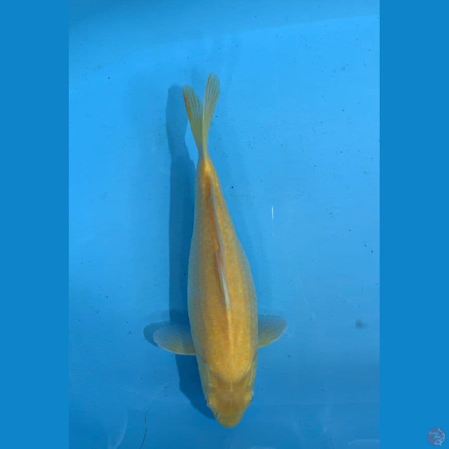 karasi 31cm MM