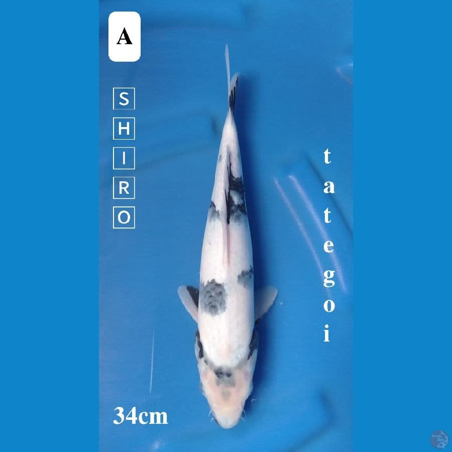 SHIRO TATEGOI 34CM