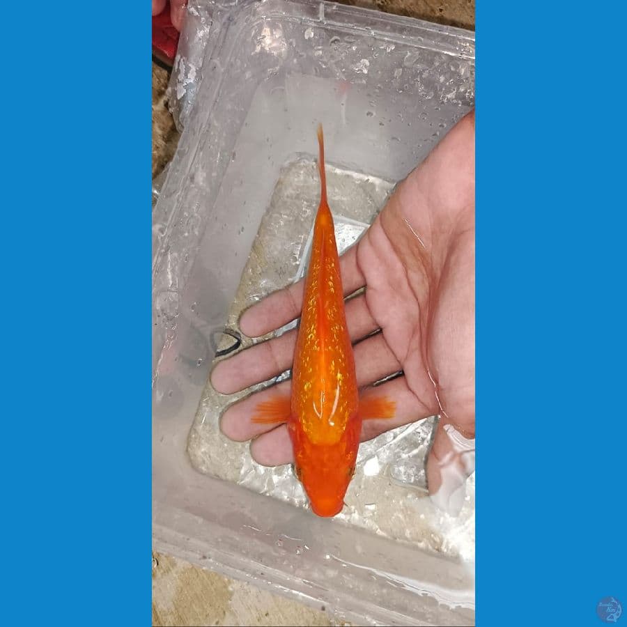 FULL.GINDRIN 16 CM