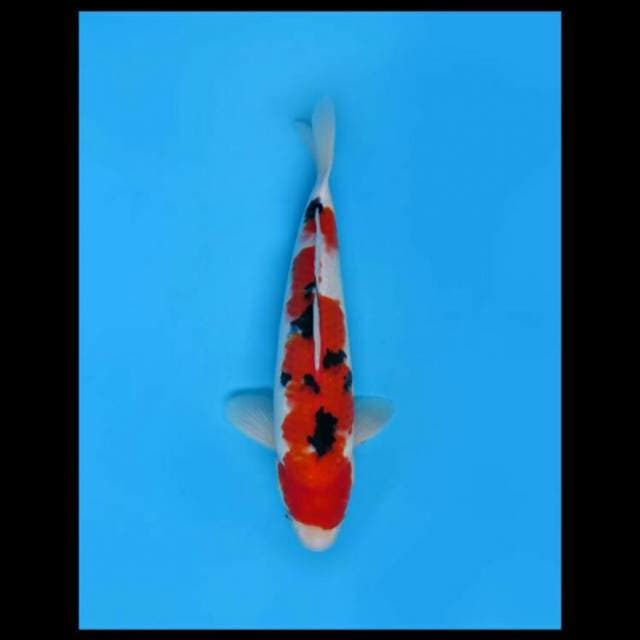32cm Male - Red Sanke Nidan