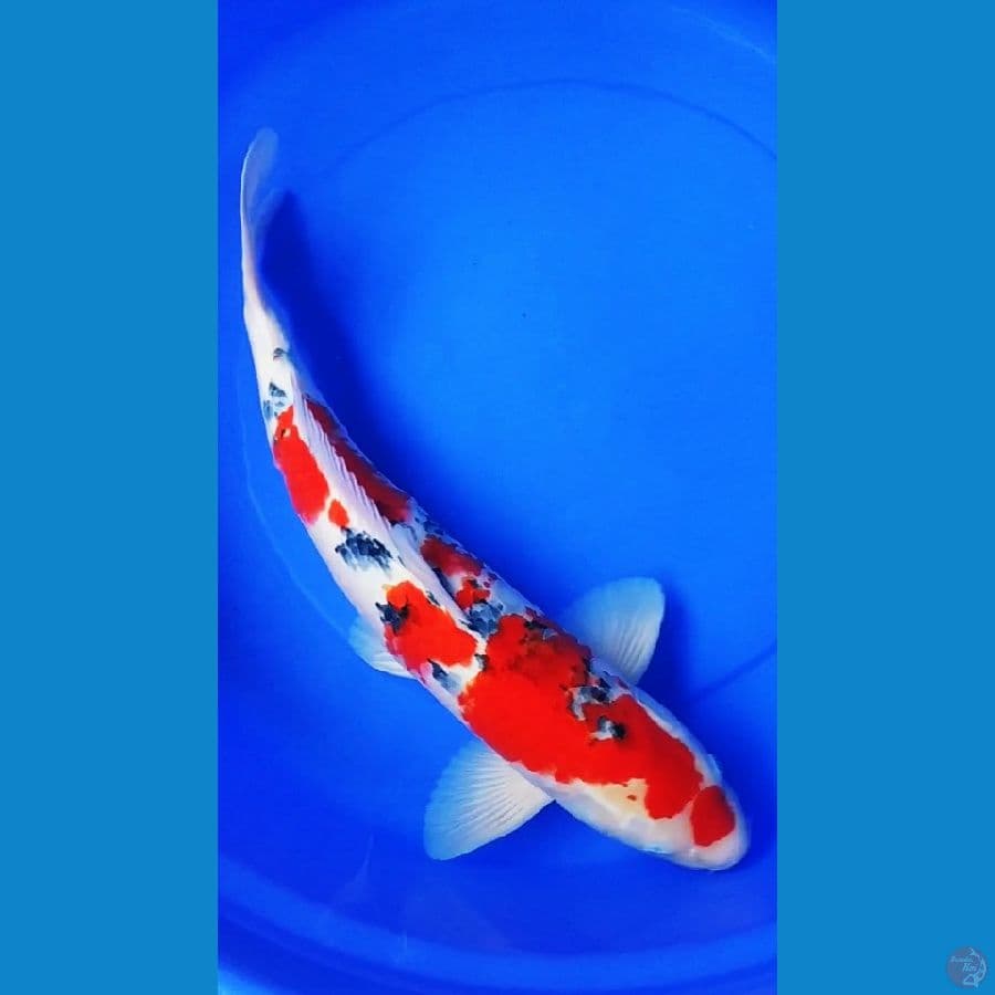 Sanke M50cm original pattern calon jumbo