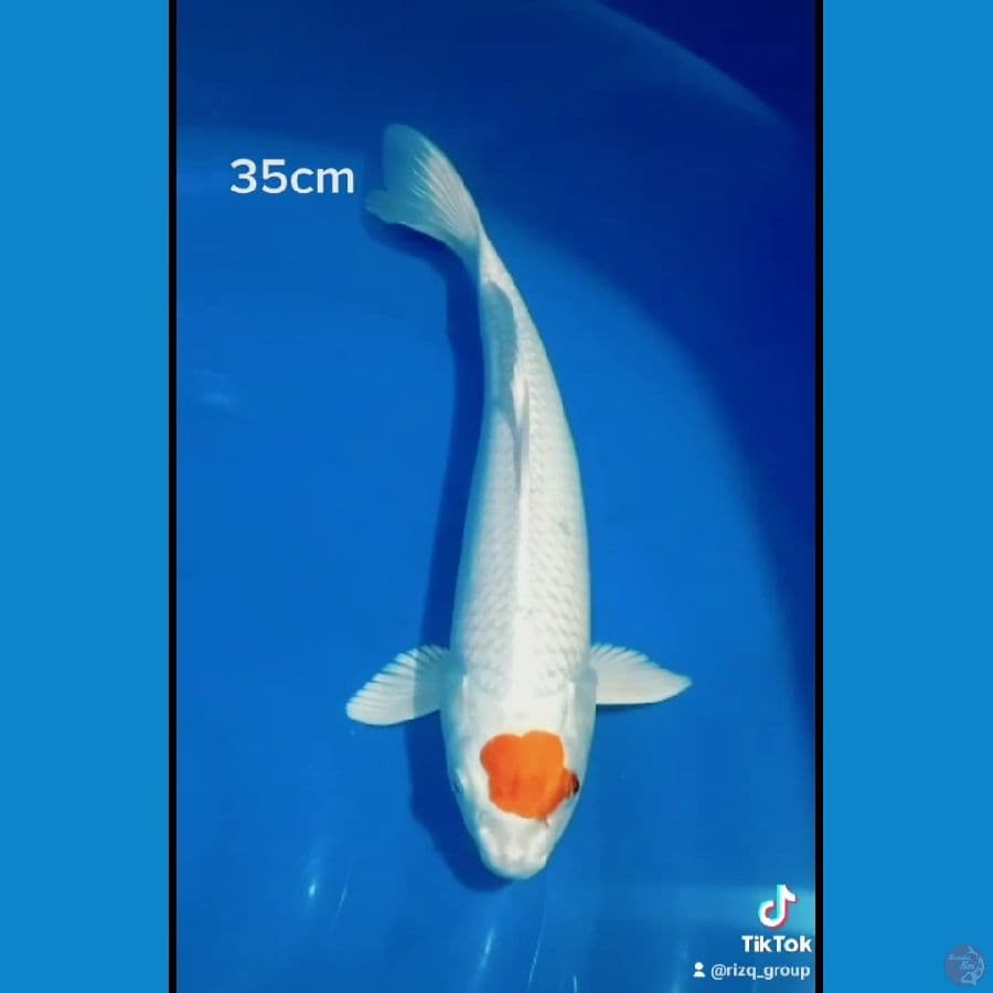 Tancho hariwake 35cm