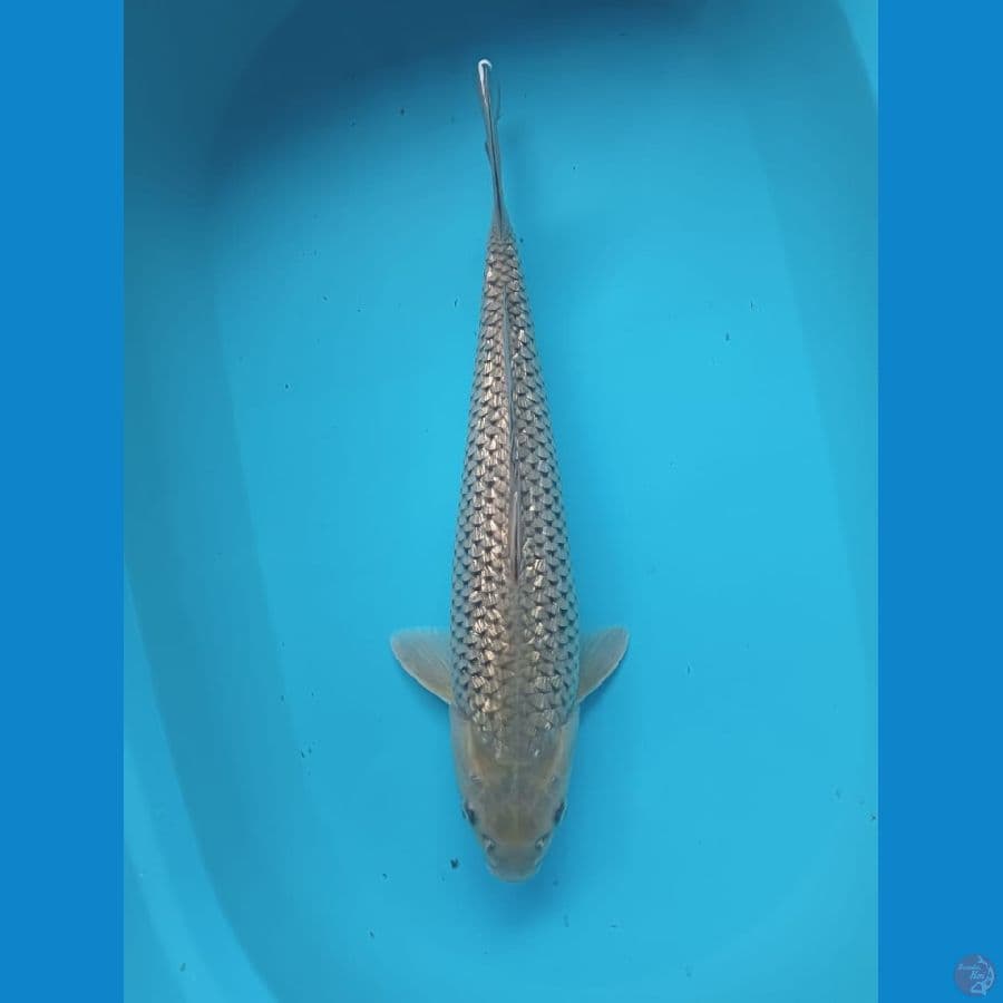 SORAGOI GINRIN//40 CM