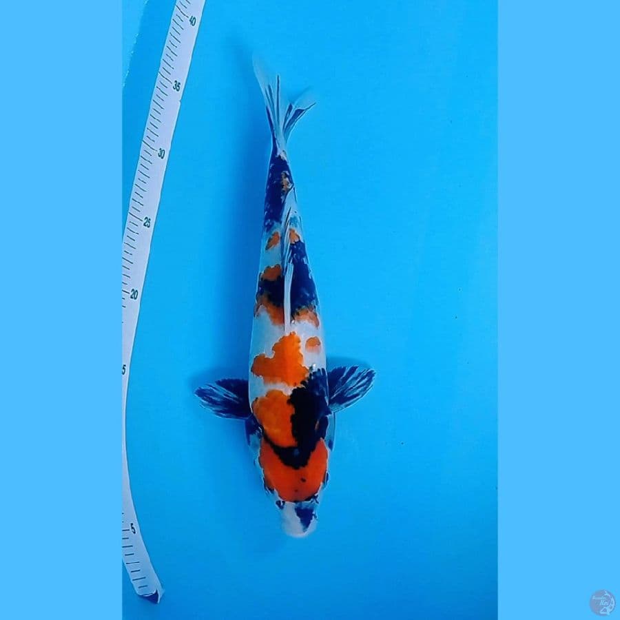 showa 33cm