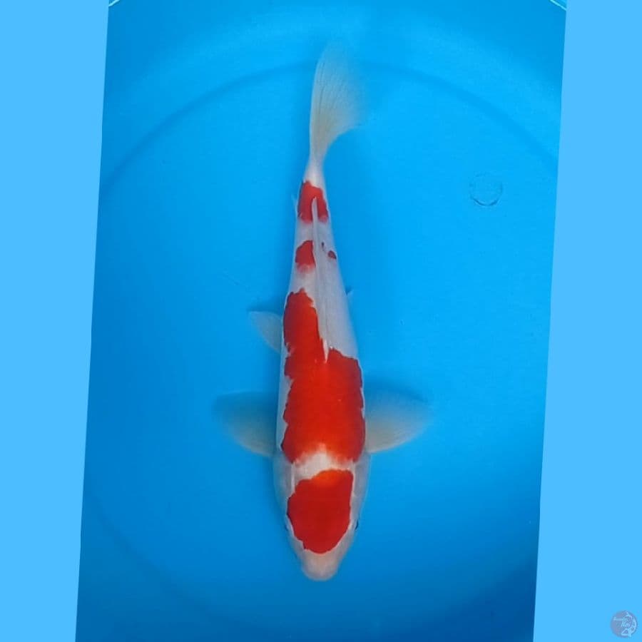 kohaku 4 step