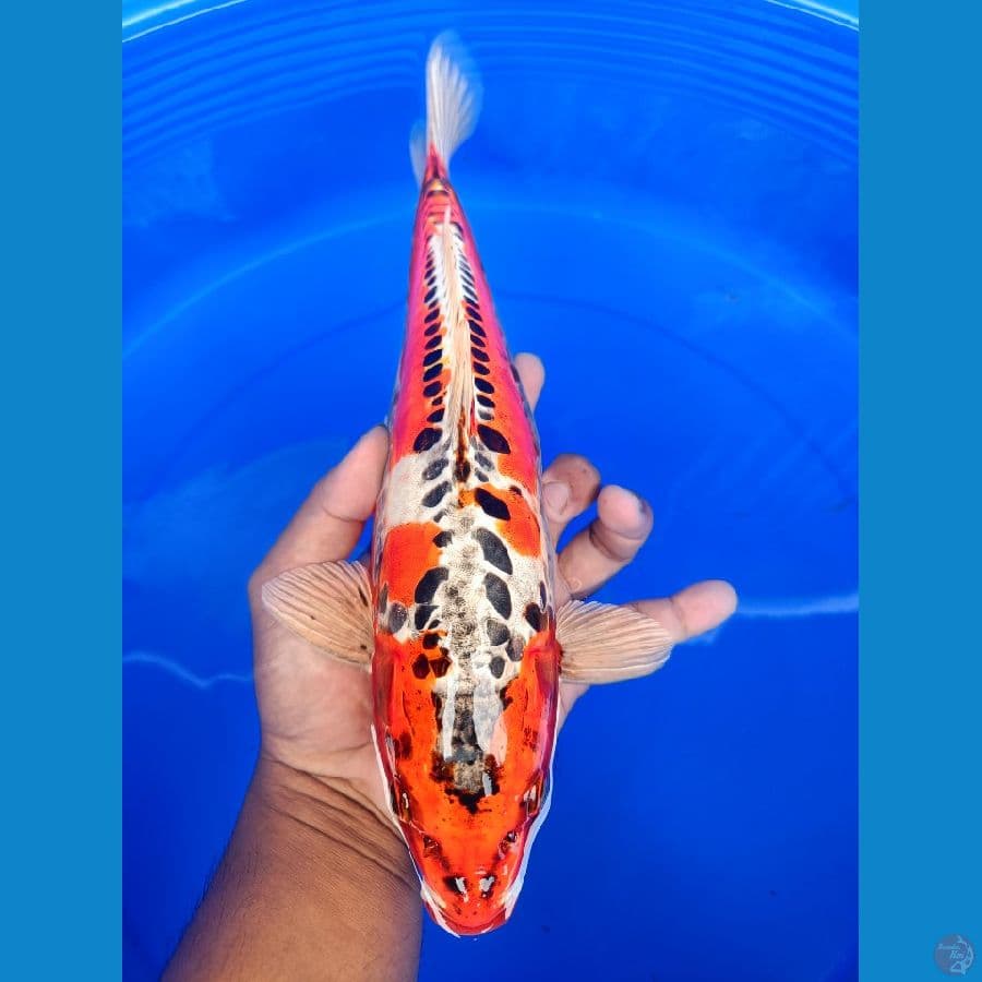 antik  34cm