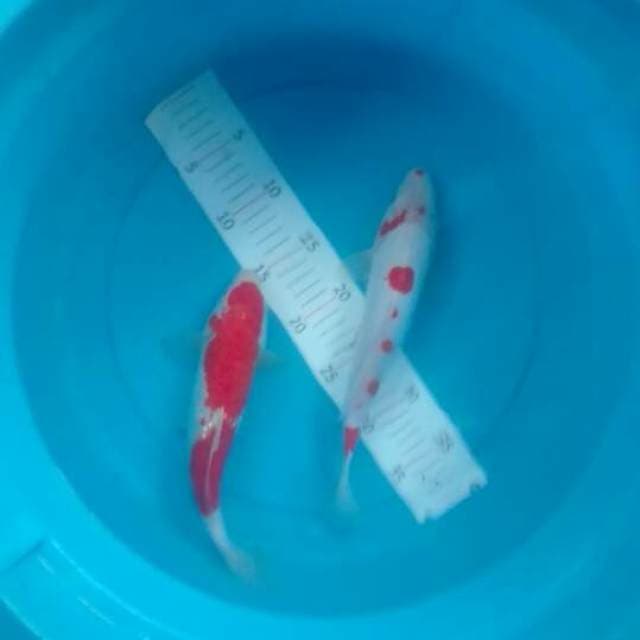 Duo kohaku