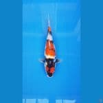 SANDAN SHOWA 40CM