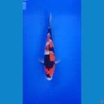SHOWA 36CM