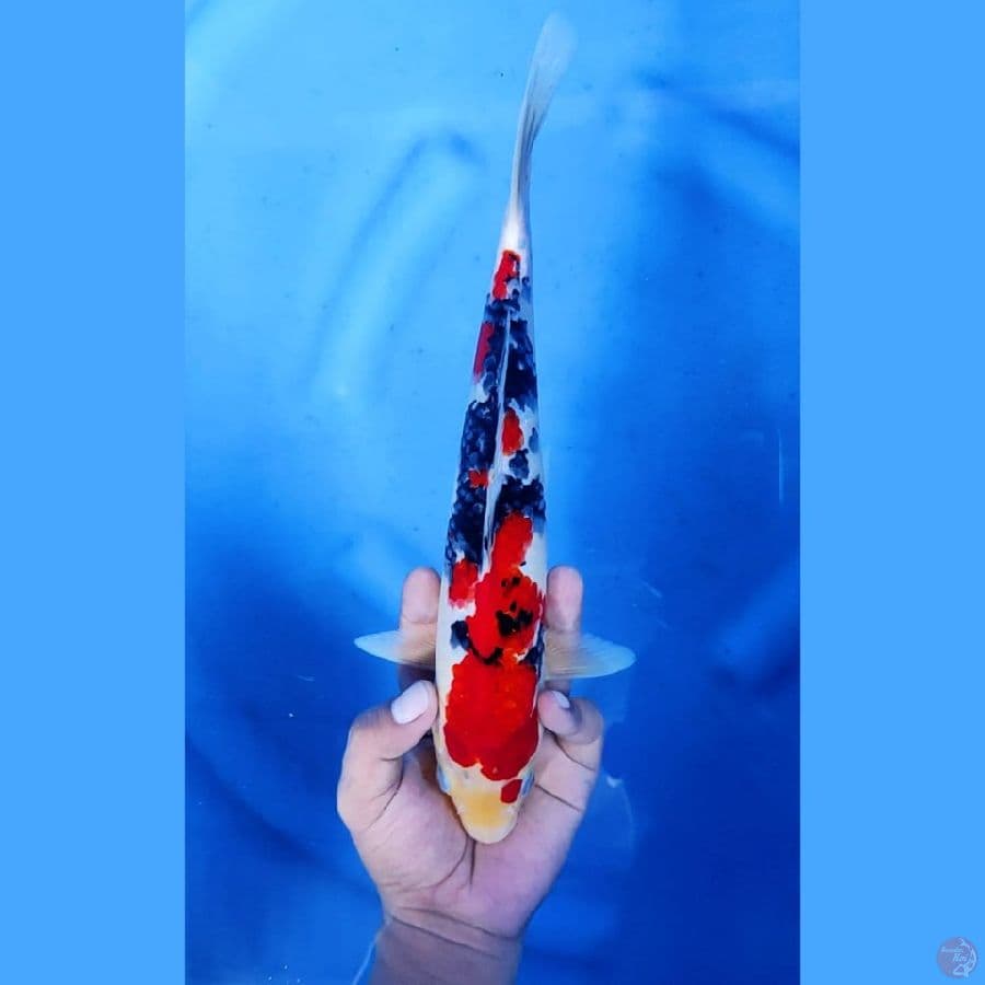 (31CM) SANKE STRONG ORIGINAL - F