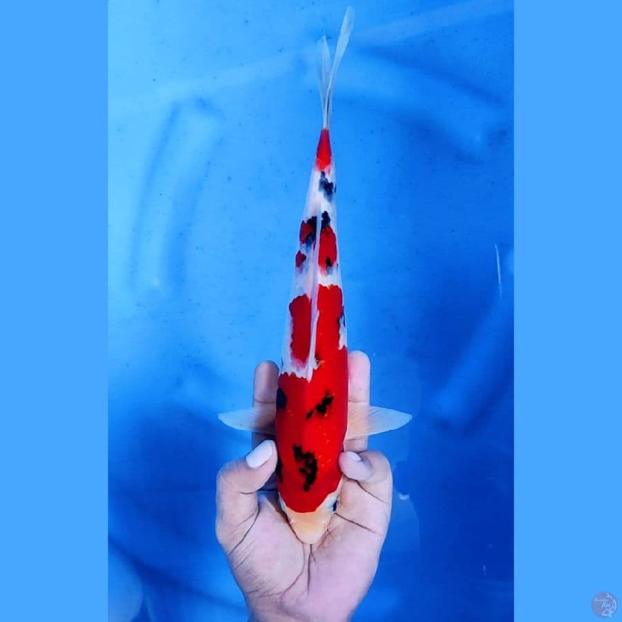 (28CM) STRONG ORIGINAL MANTAP - F