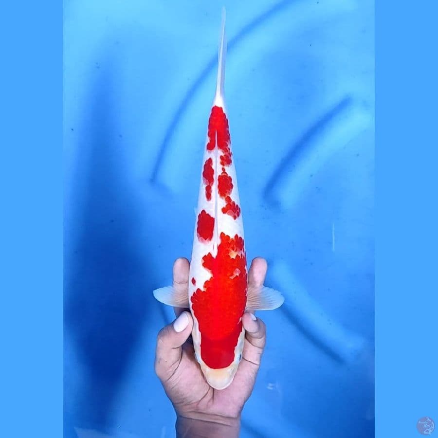 (32CM) SAKURA STRONG ISTIMEWA - F