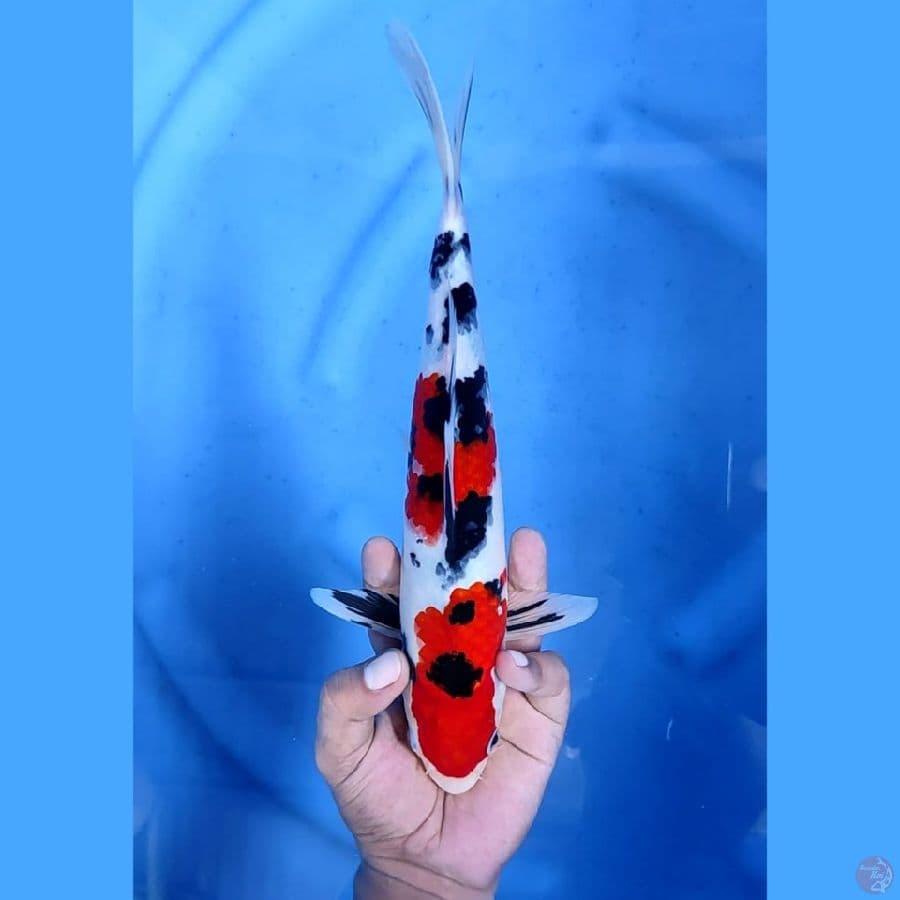 (31CM) SANKE ISTIMEWA - M