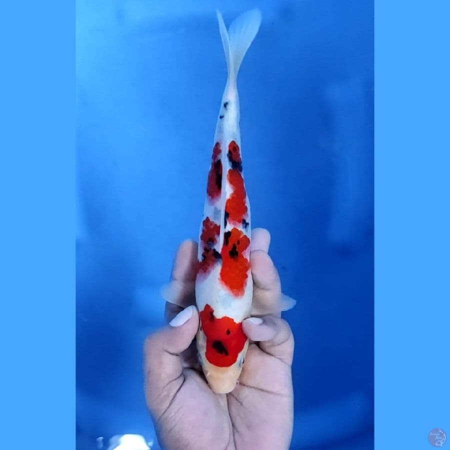 (22CM) SANKE ORIGINAL JOZZ - M