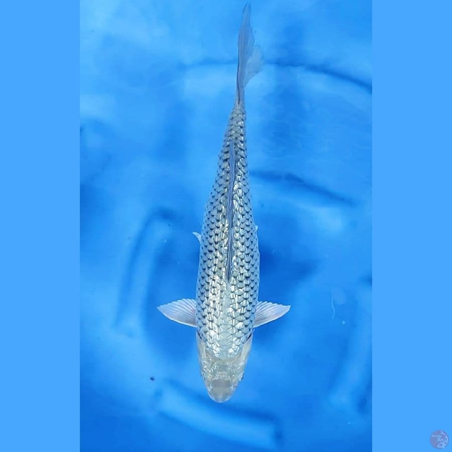 (38CM) SORAGOI GINRIN - F