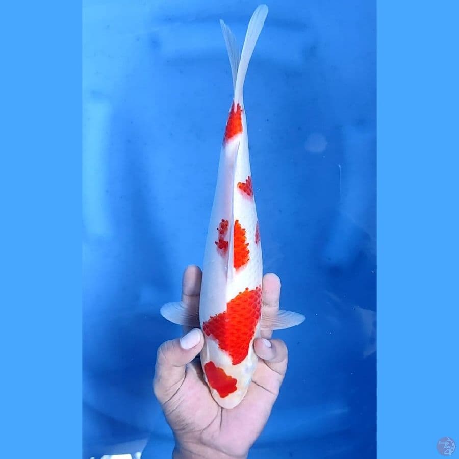 (30CM) KOHAKU SAKURA ORIGINAL - F