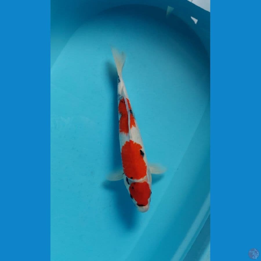 maruten showa tategoi 35 cm