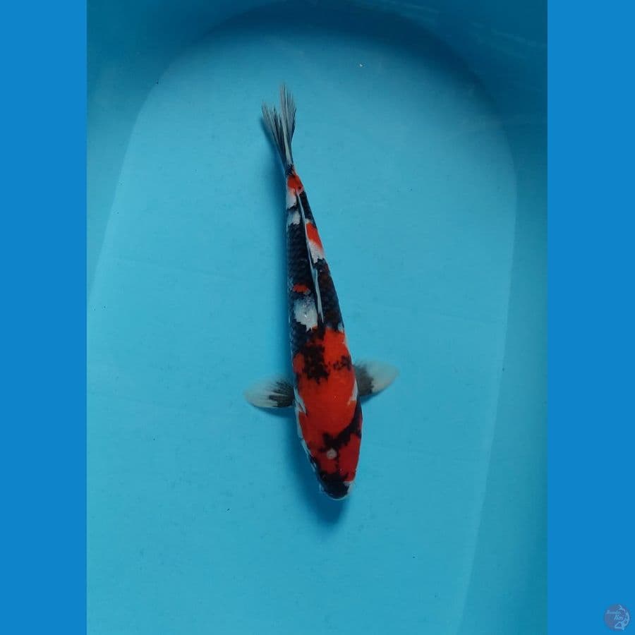showa 34 cm
