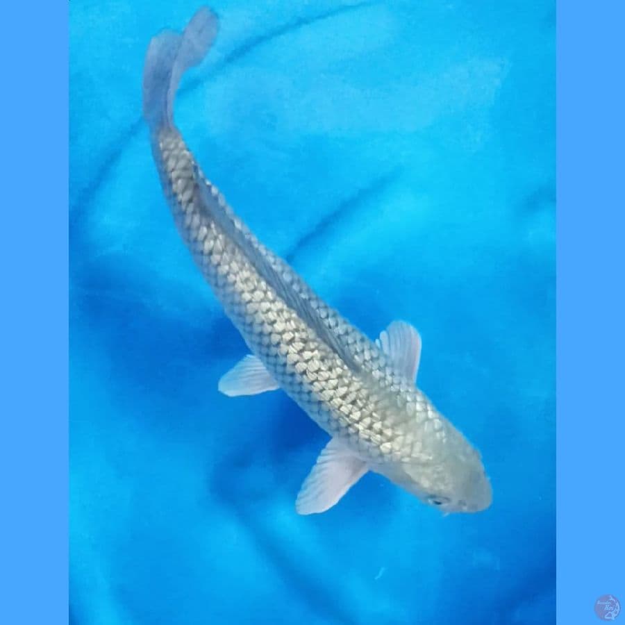 (38CM) SORAGOI GINRIN - M