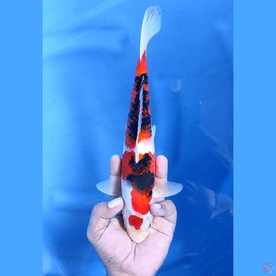 (27CM) SANKE ORIGINAL - M