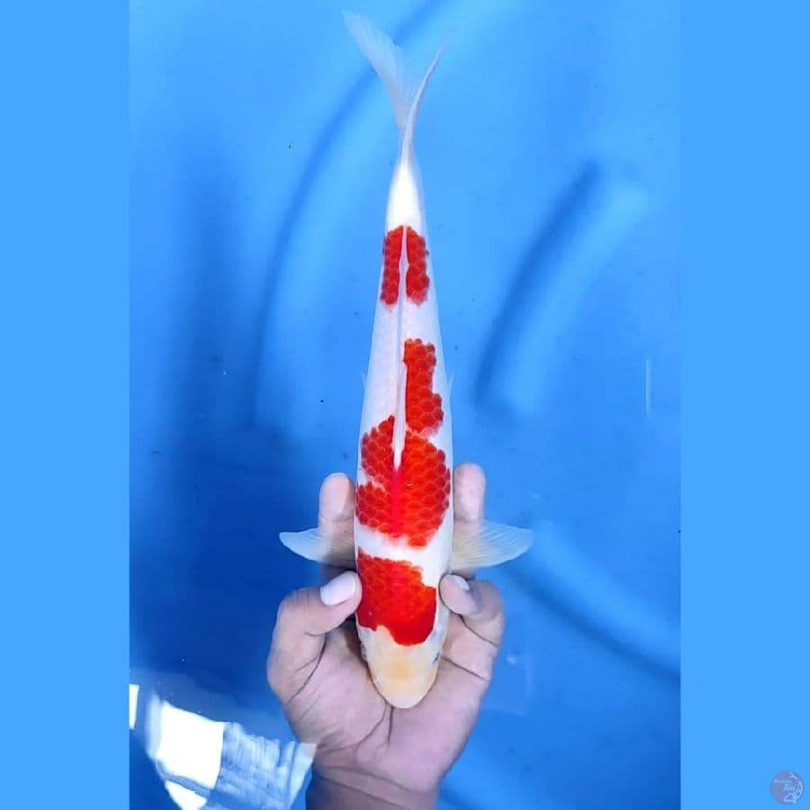 (30CM) KOHAKU KANOKO MANTAP - M