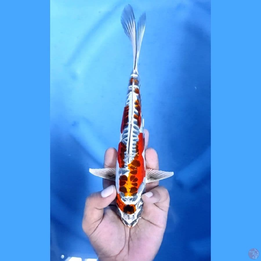 (25CM) BENI KIKO MANTAP - F