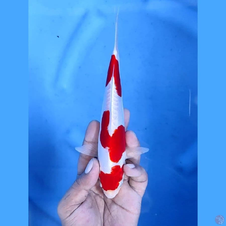 (21CM) KIKUSHUI HALUS ISTIMEWA - F