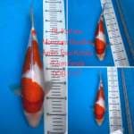 Kohaku Momotaro Bloodline