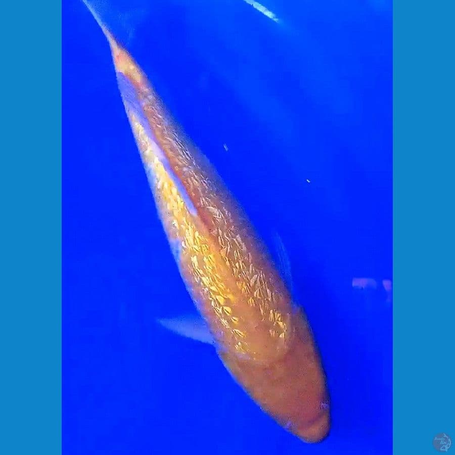 karashi ginrin 40 bu/39 cm
