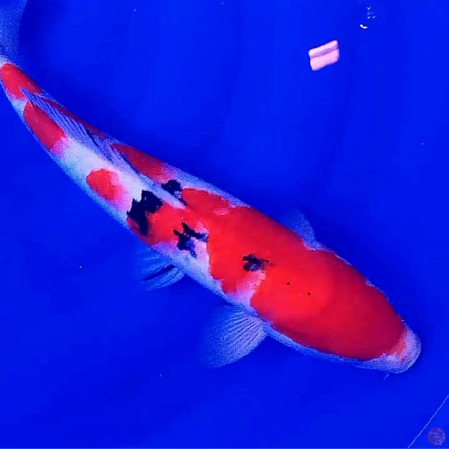 sanke M 37 cm