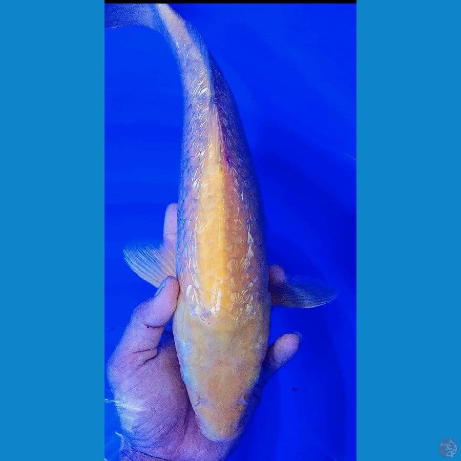 karasi ginrin 40 cm