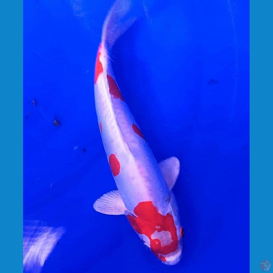 kikushui 30 cm