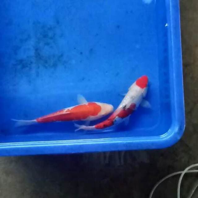 Mix 2ekor 23cm