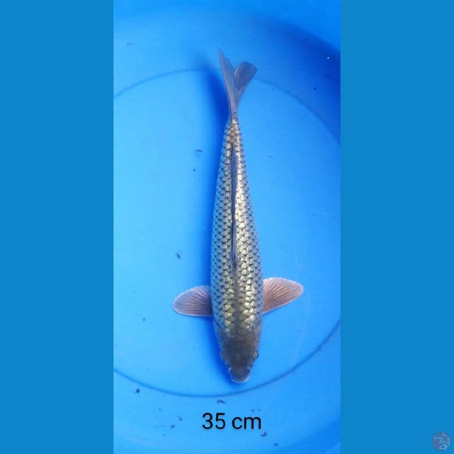 black diamond punuk 35 cm