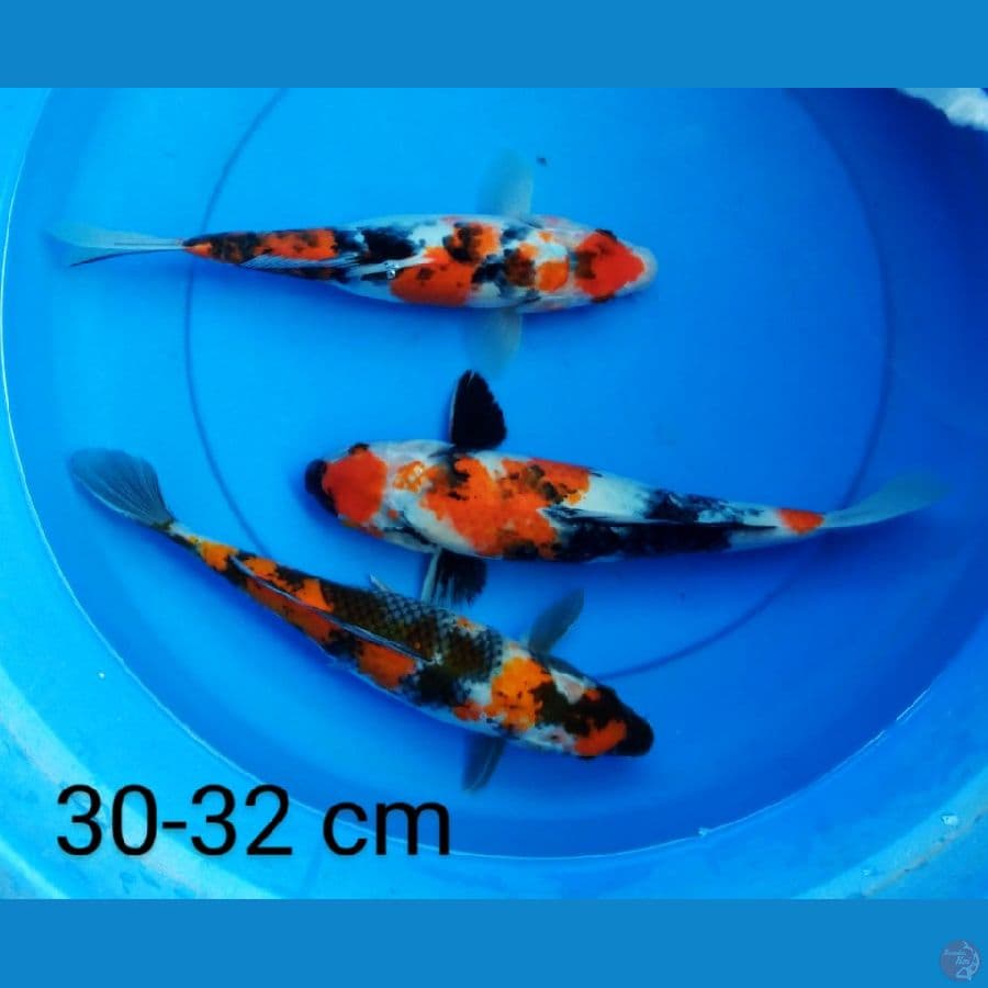 tancho showa 30-32 cm