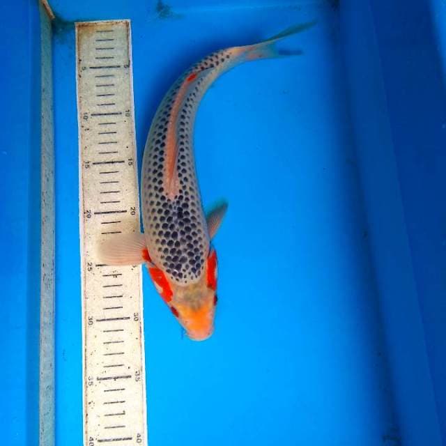 Asagi 35 cm F1