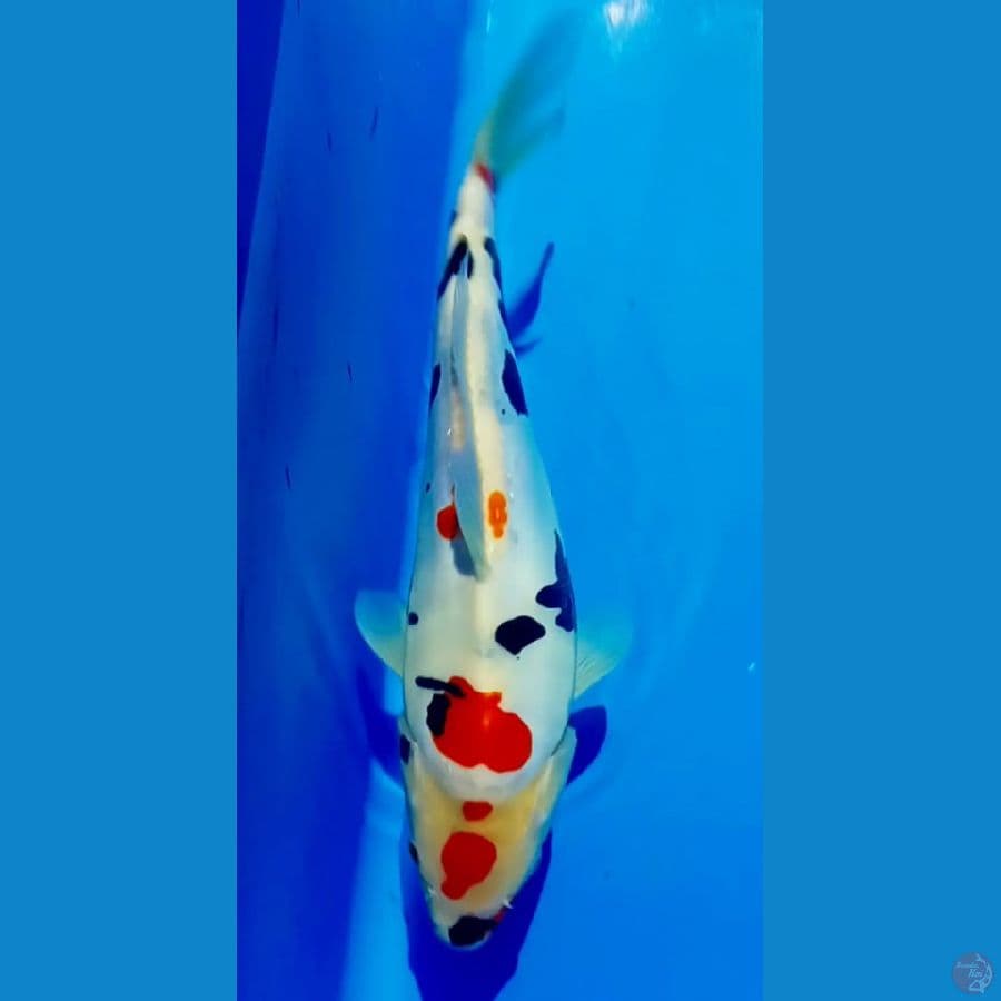 doitsu 34 cm male bulkiy