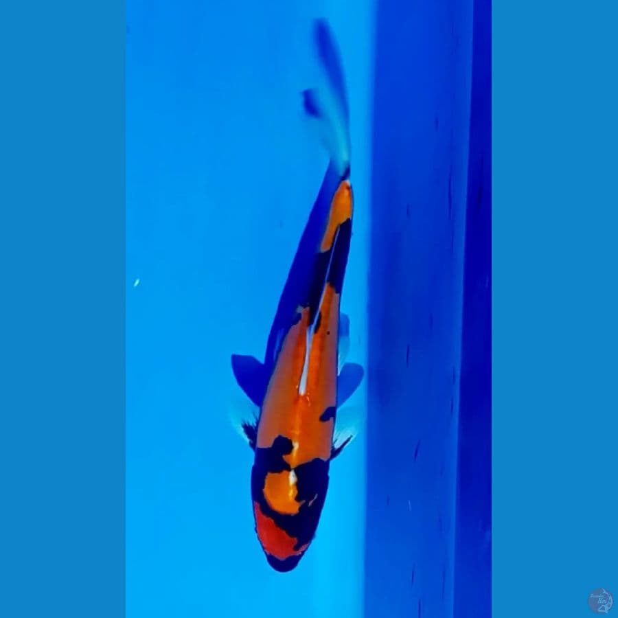 hi showa doitsu 32 cm male