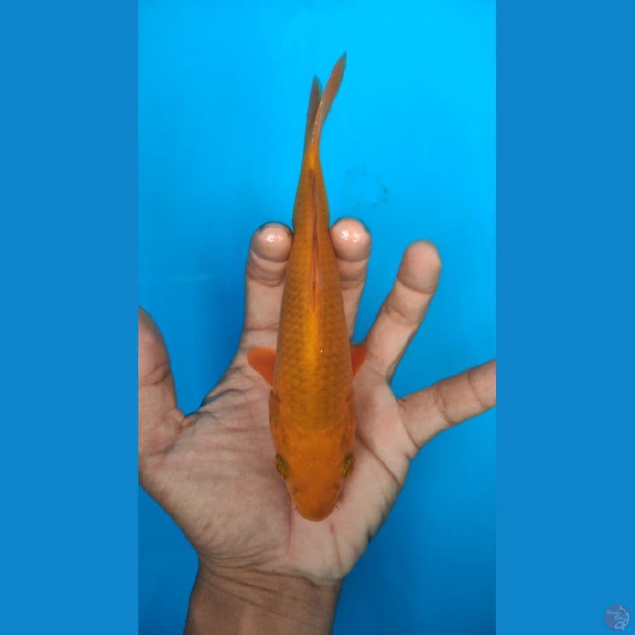 caramel 