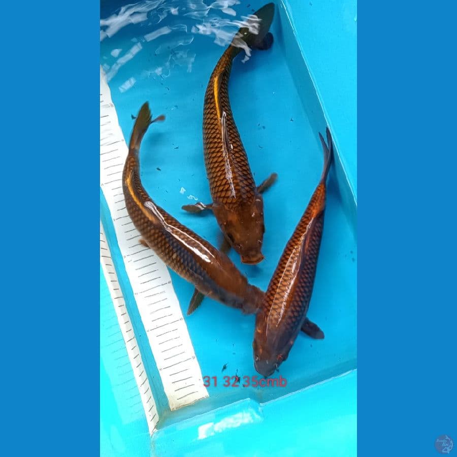 tembaga cagoi 3ekor 28 32cm