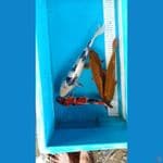 paket mix showa shiro cagoi 25 35 cm 