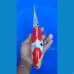 sanke doitsu 35 bu